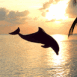 Dauphin avec plage au crépuscule